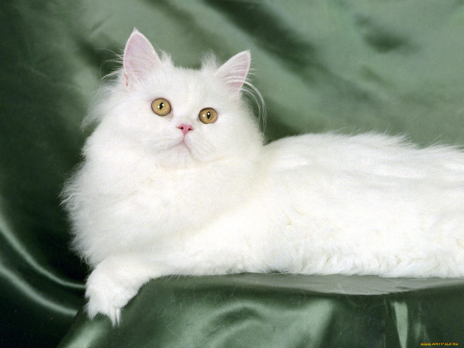 blanche, white, persian, , 